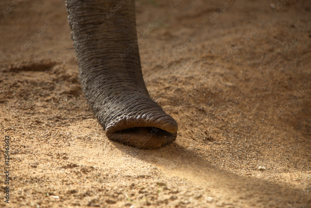Rüssel vom Elefant Rüssel vom Elefant