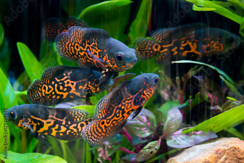 Oscar fish
