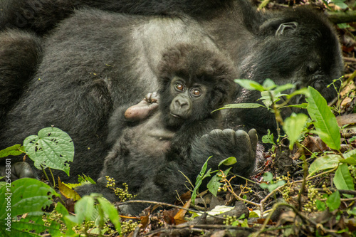 Baby Mountain gorilla laying with his mother in the leaves. © simoneemanphoto