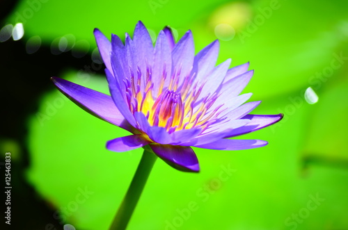 the purple blooming lotus and green leaf backgrounds