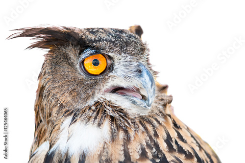 owl in the foreground isolated with white background posing for