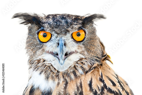 owl in the foreground isolated with white background posing for