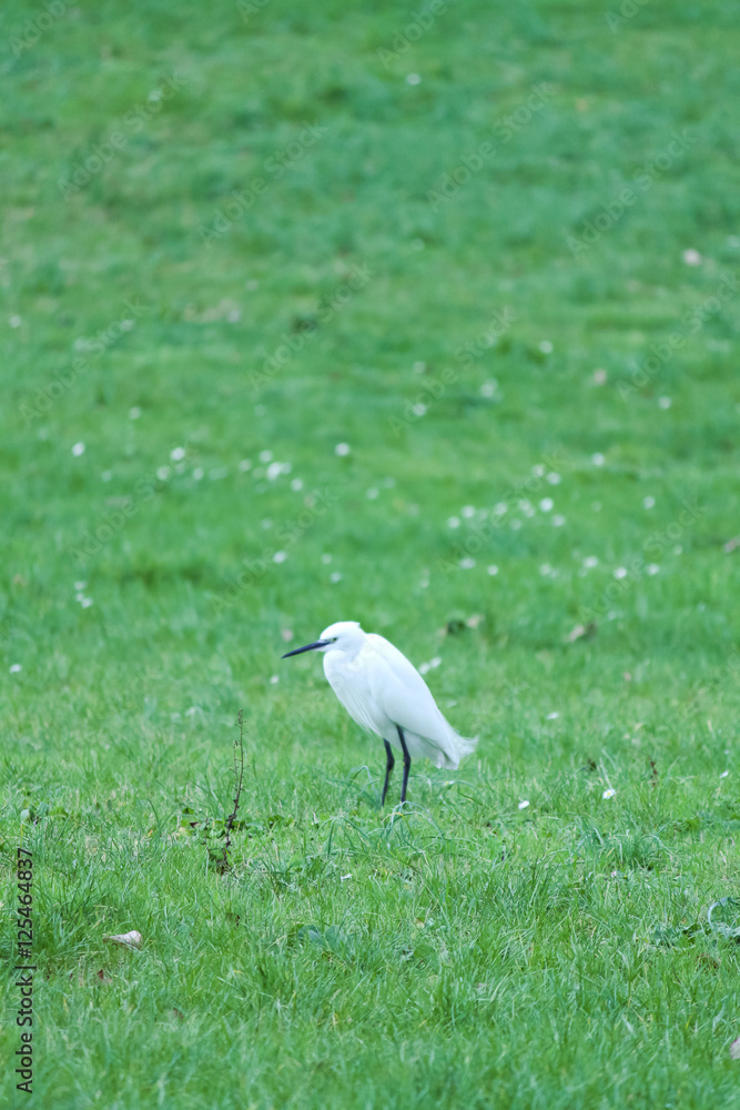 Egret (casmerodius albus) Egret (casmerodius albus)