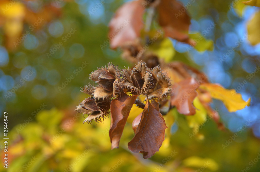 bucheckern StockFoto Adobe Stock