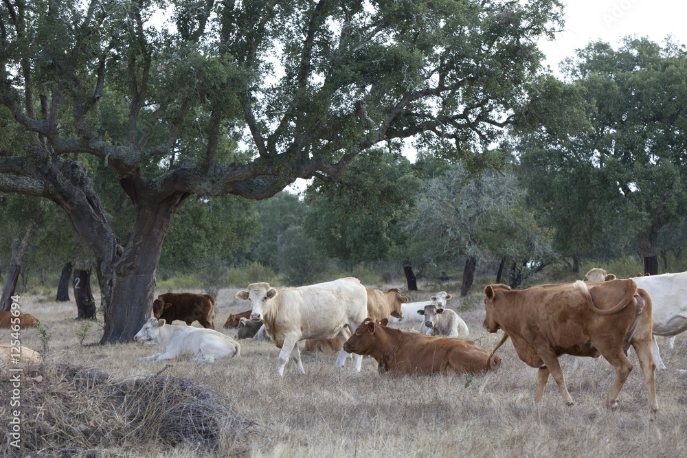 Obraz premium Landescape of Alentejo