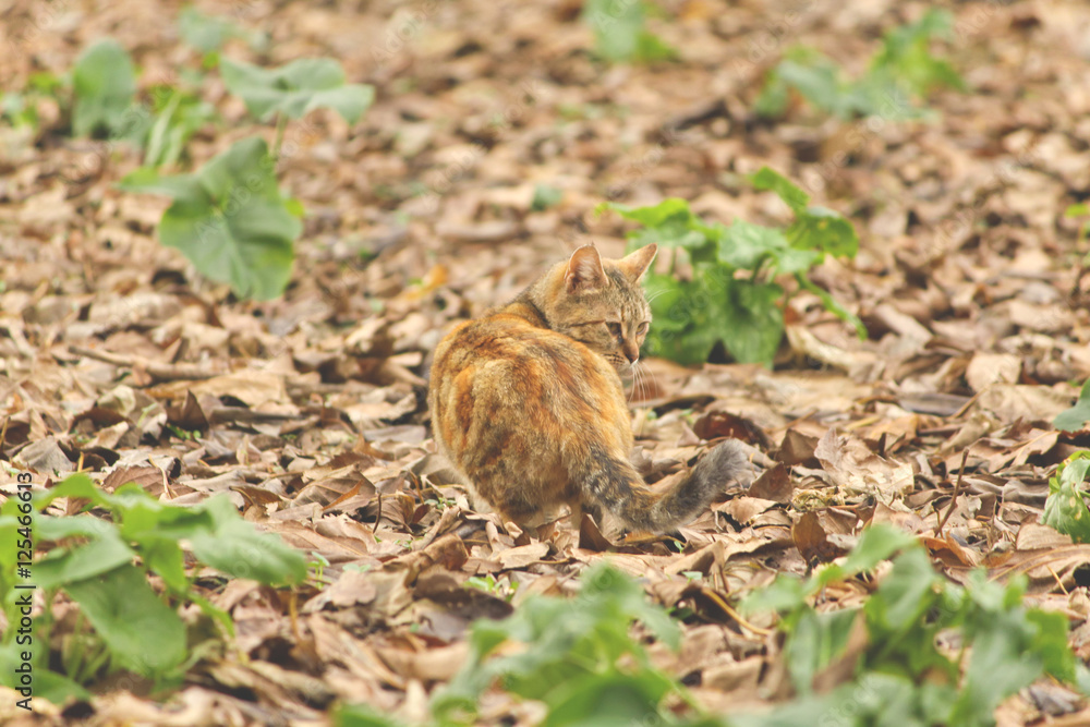 Fototapeta premium Cat in the autumn foliage