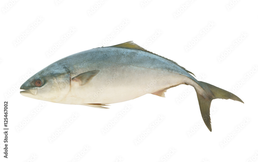 Yellowtail amberjack fish isolated on white background Yellowtail amberjack fish isolated on white background