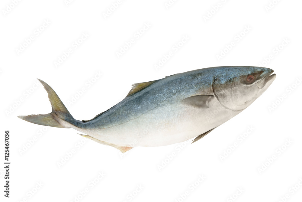 Yellowtail amberjack fish isolated on white background Yellowtail amberjack fish isolated on white background