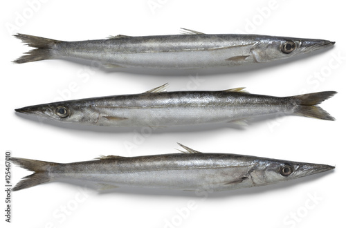 Fresh raw barracuda fish