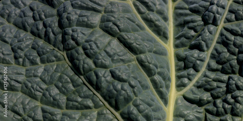 Fresh lettuce leaf texture