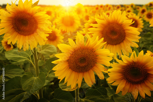 Fototapeta Naklejka Na Ścianę i Meble -   sunflowers and sun