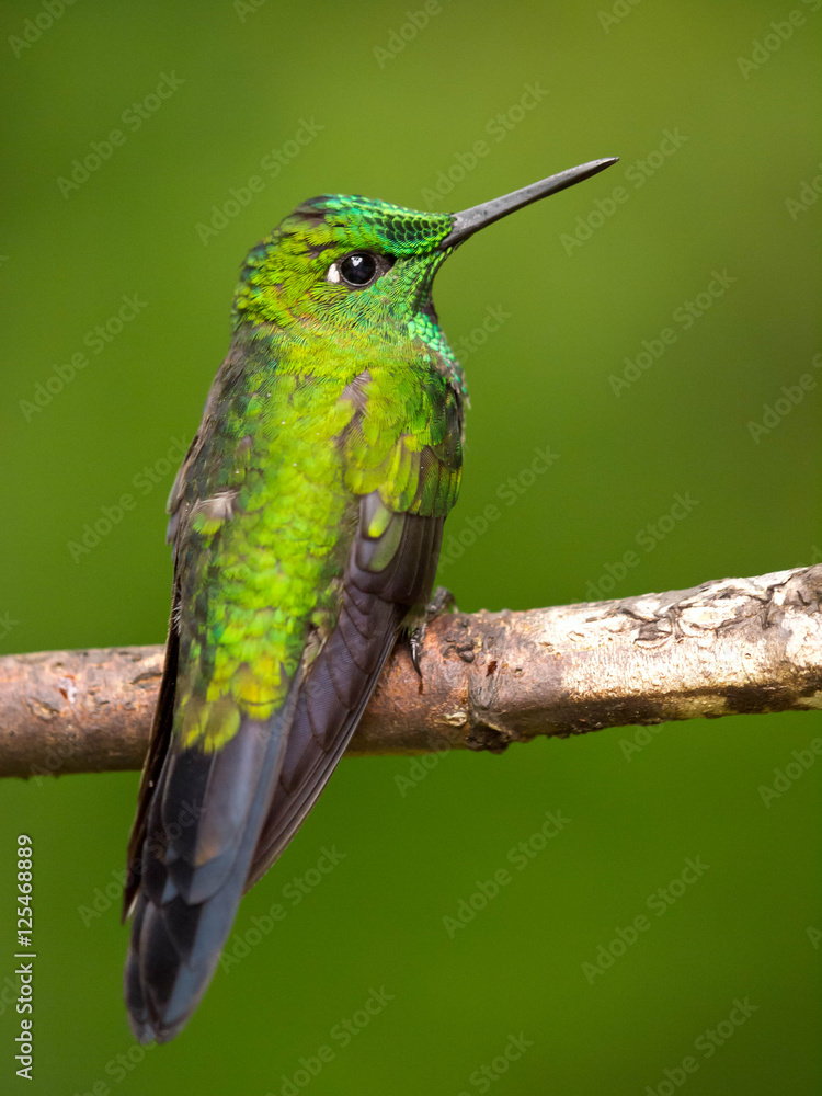 Kolibri Kolibri
