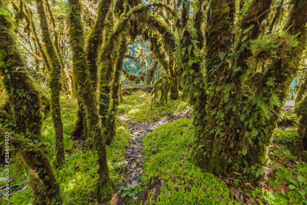 Fototapeta premium Tree moss