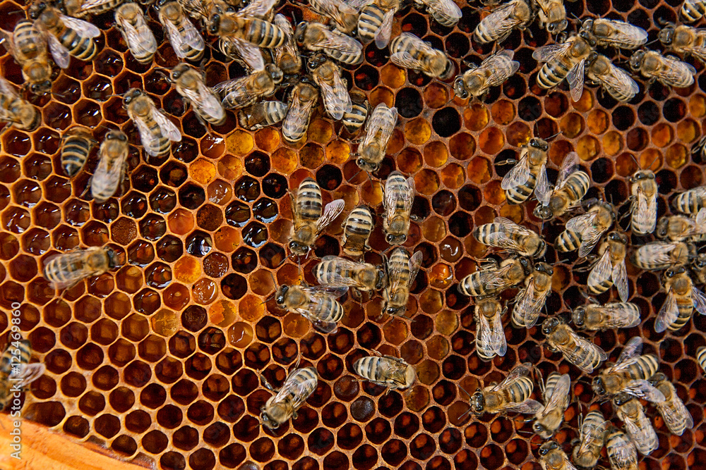 Working bees on the yellow honeycomb with sweet honey. Working bees on the yellow honeycomb with sweet honey.