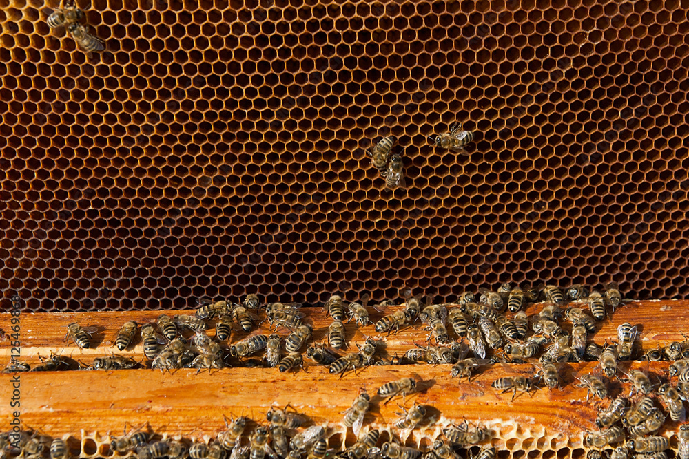 Close up view of the bees swarming on a honeycomb. Close up view of the bees swarming on a honeycomb.