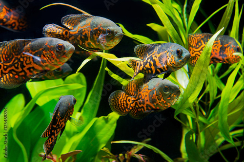 Photography Oscar fish