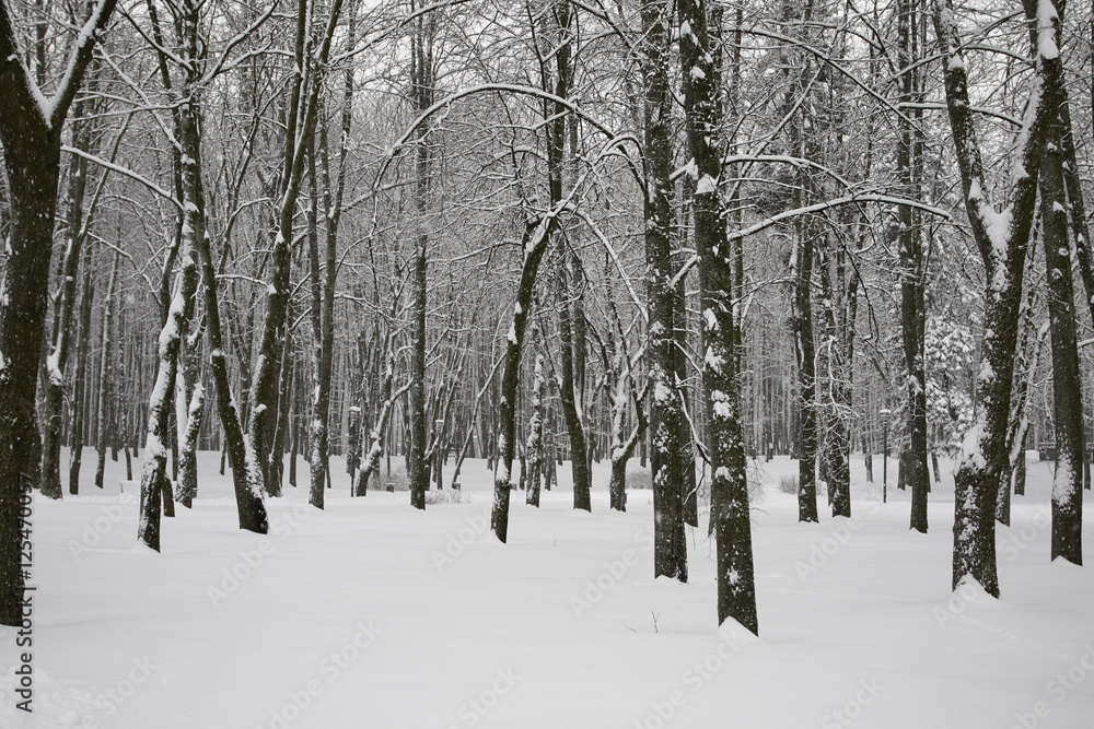 winter winter