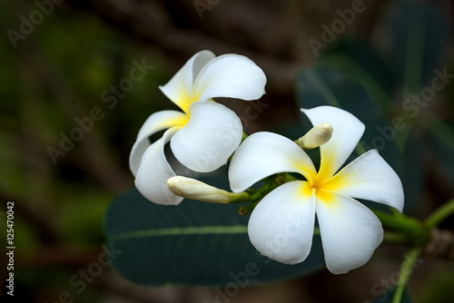 White Plumeria or frangipani. Sweet scent from white Plumeria flowers in the garden.