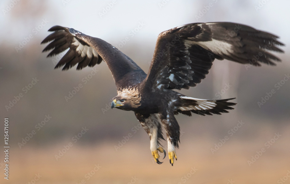Golden Eagle (Aquila chrysaetos) Golden Eagle (Aquila chrysaetos)