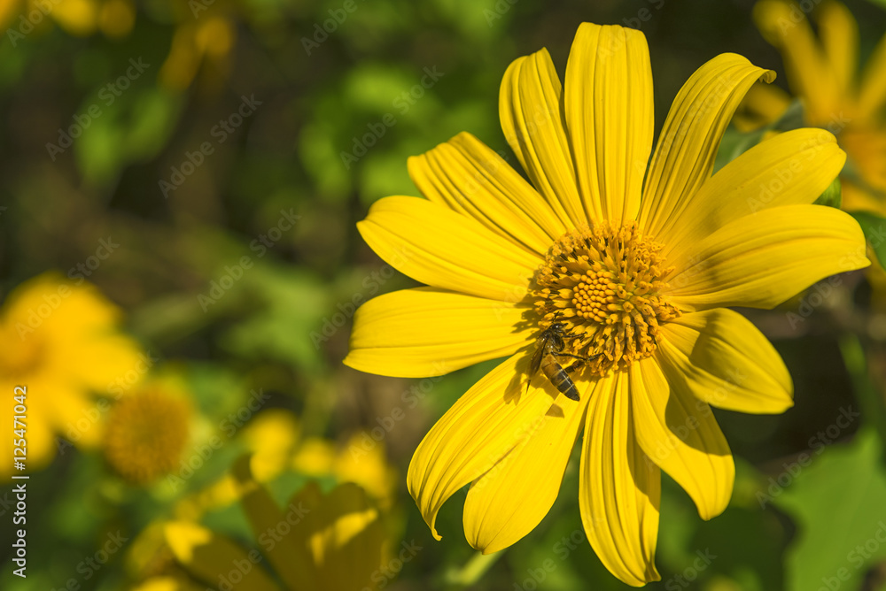 Tree marigold flower or Mexican sunflower. Tree marigold flower or Mexican sunflower.