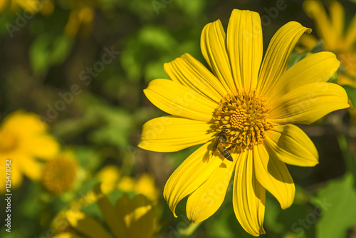 Tree marigold flower or Mexican sunflower.