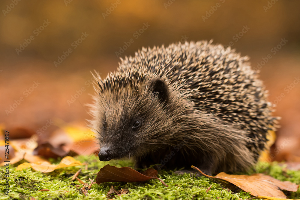 hedgehog hedgehog