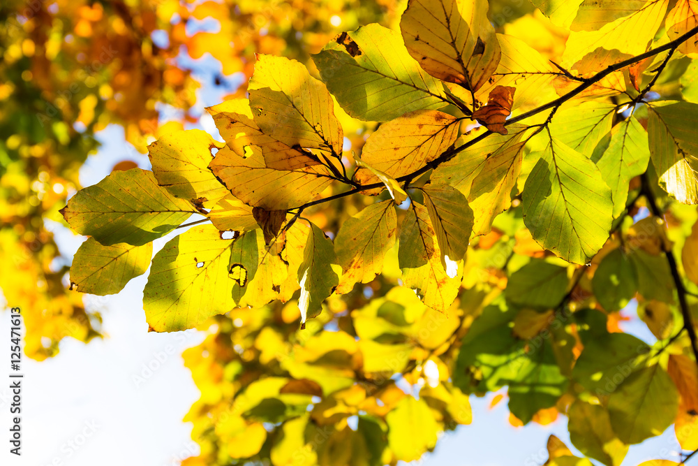 Fototapeta premium Herbstlich gefärbter Ast einer Buche