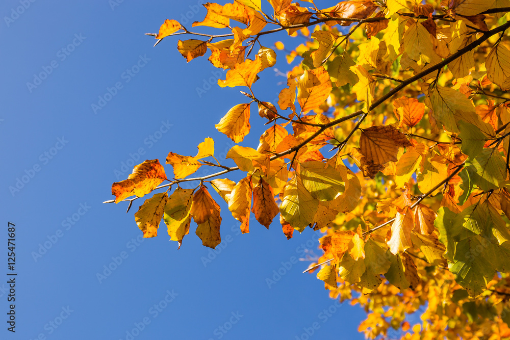 Obraz premium Herbstliche Blätter vor blauem Himmel