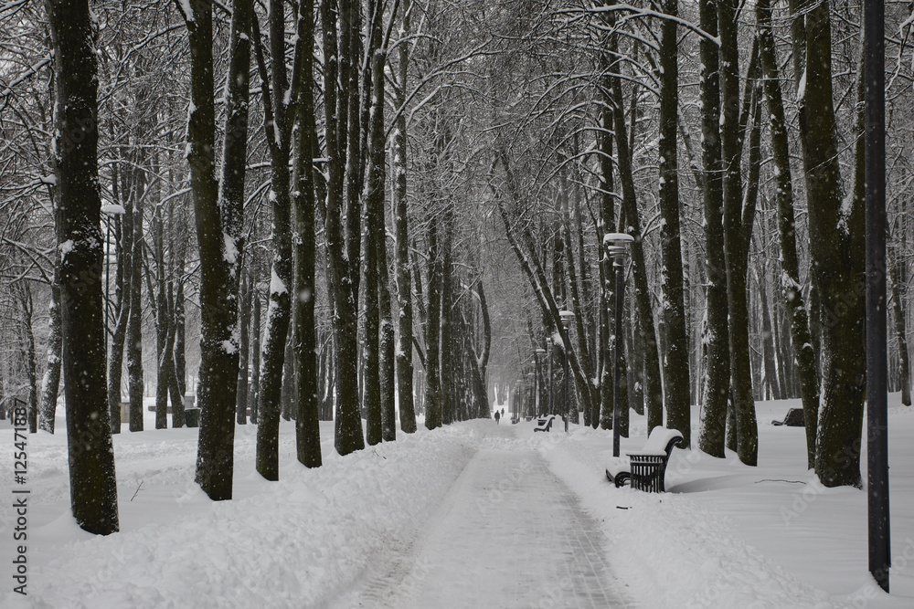 winter winter