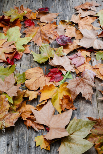 dry autumn leaves on a grey old wood planks