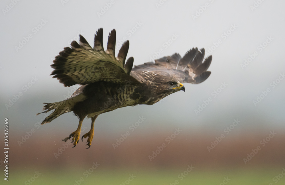 Obraz premium Common buzzard (Buteo buteo)