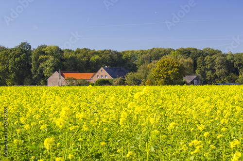 German countryside landscape wit yellow canola field