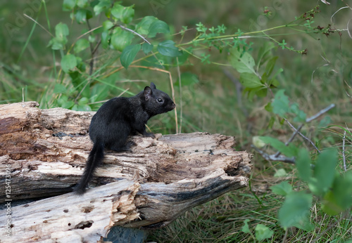 Melanistic Black chipmunk on a log