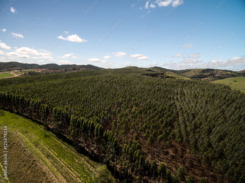 Fototapeta premium Aerial View of Eucalyptus Forest, Sao Paulo, Brazil