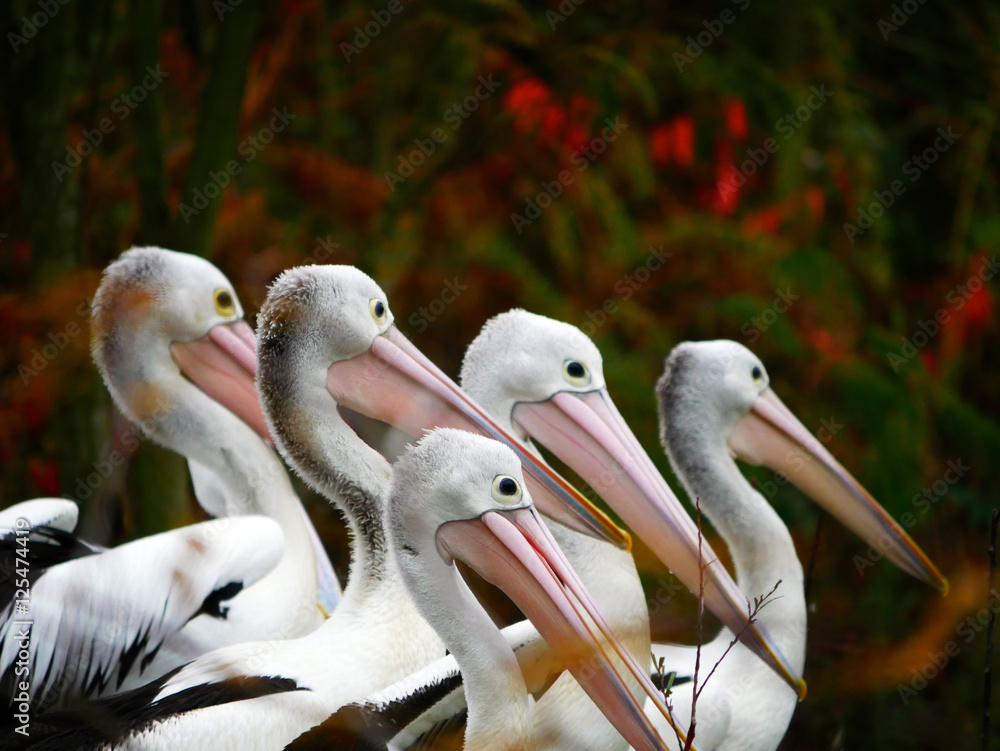 Pélicans Pélicans
