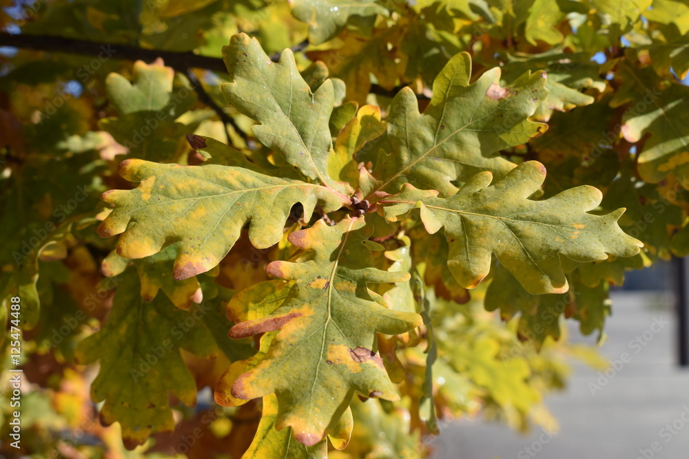 Hojas de roble en otoño. Hojas de roble en otoño.