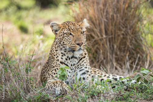 Leopard laying in the grass.