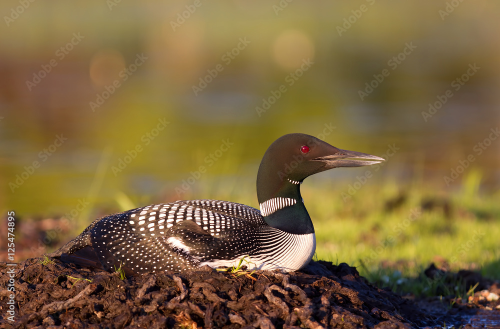 Common Loon (Gavia immer) on nest with two eggs on Wilson Lake, Que, Canada Common Loon (Gavia immer) on nest with two eggs on Wilson Lake, Que, Canada
