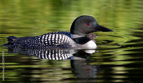 Canvas Print Common Loon (Gavia immer) with chick by her side on a quiet lake in summer on Wi