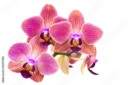 Fototapeta Naklejka Na Ścianę i Meble -  Beautiful pink orchid  - phalaenopsis