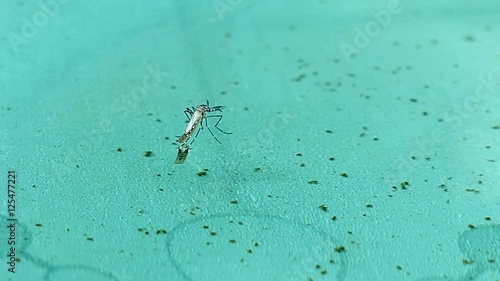 HD footage close up of Young Tiger Mosquito (Aedes albopictus) Larvae and Pupae 