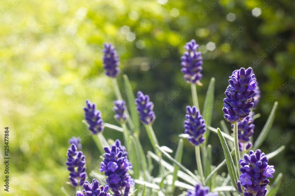 Fototapeta premium kwiaty lawendy
