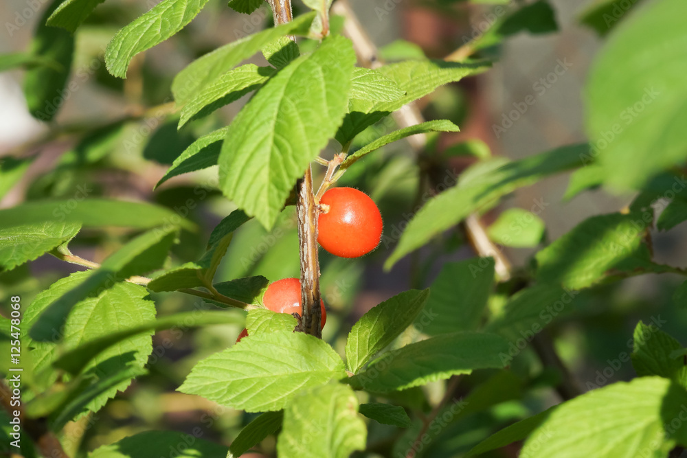 Ripe berry on the branch of a cherry