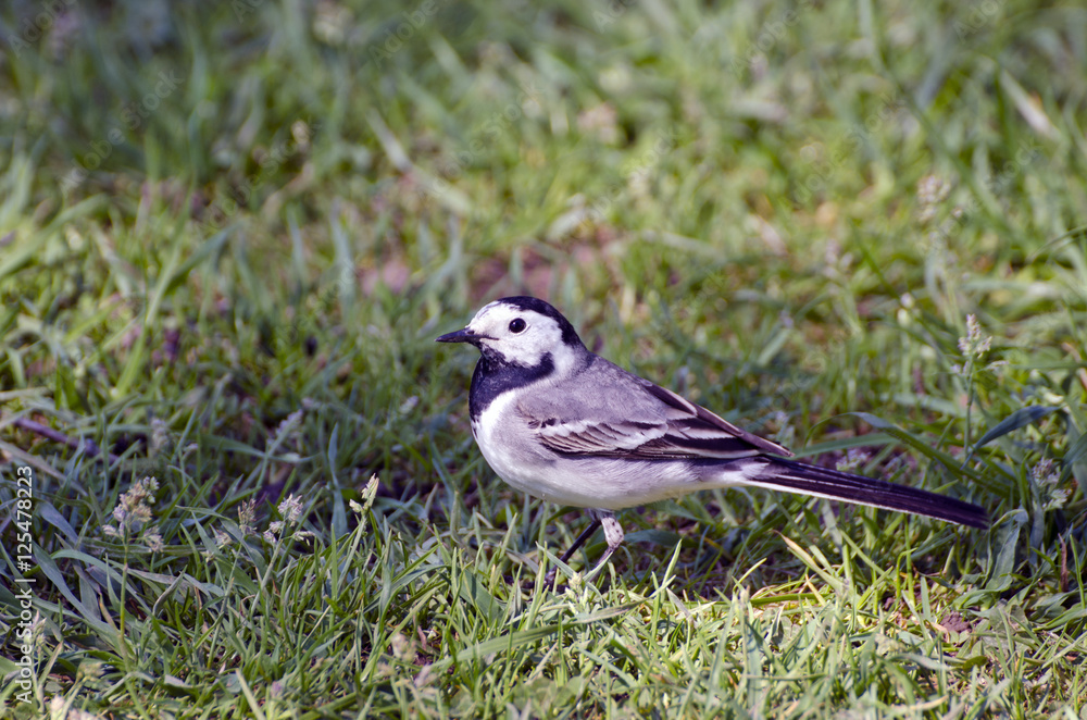 Bird Wagtail Motacilla alba in garden grass Bird Wagtail Motacilla alba in garden grass