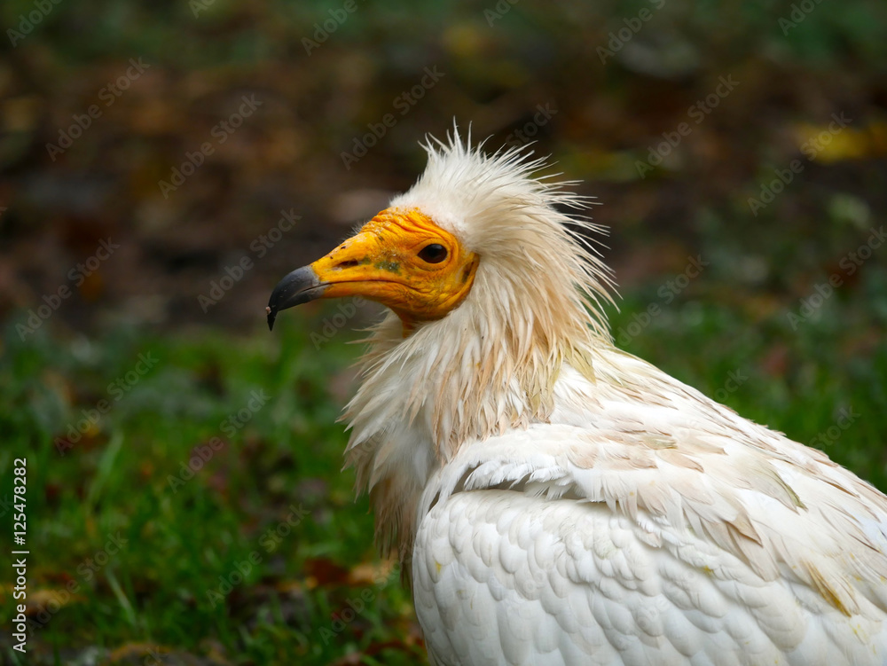 Vautour Percnoptère Vautour Percnoptère