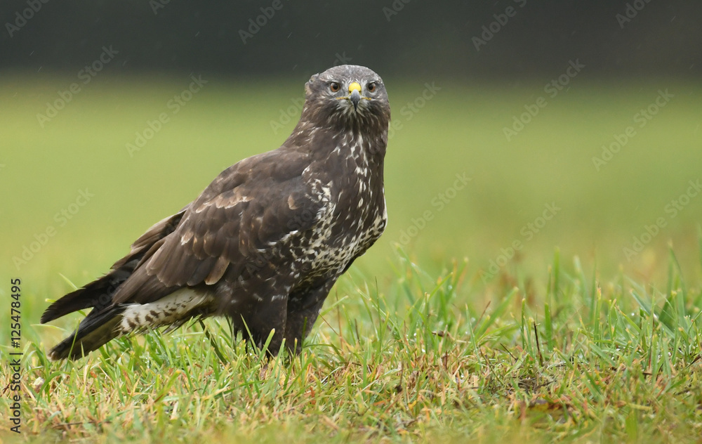 Young Common buzzard (Buteo buteo) Young Common buzzard (Buteo buteo)
