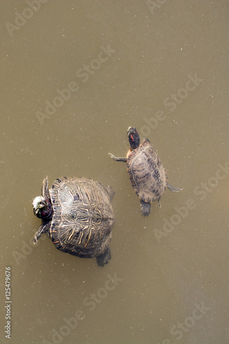 Twol turtles swimming in a lake photo