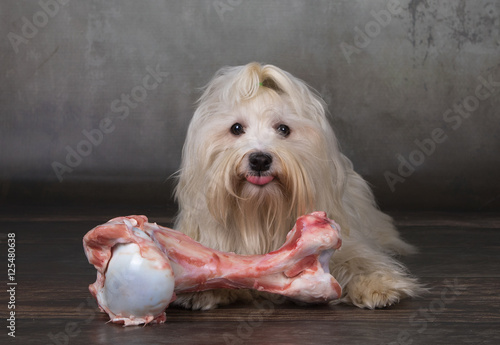 Barf Rohfütterung Hund Havaneser