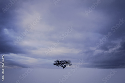 Arbre seul en hiver dans un champs enneigé © Adrien Baud