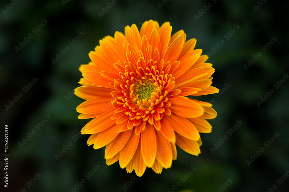 Yellow/Orange Gerbera flower, green background Yellow/Orange Gerbera flower, green background